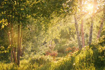 The sun brightly shines through the forest foliage. Fairy forest landscape. Selective focus