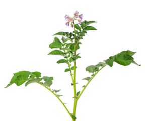 Potato bush with pink flowers isolated on white background. Flowering potato bush. Clipping path.