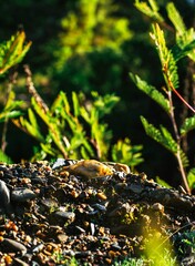 piedra de cuarzo sobre tierra entre ramas y pasto en el bosque
