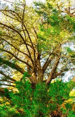 árbol grande en atardecer
