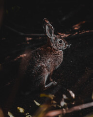 rabbit in the park