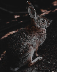 rabbit in the garden