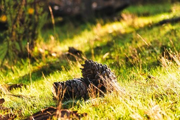 Dos Cocos o semillas de pino apoyadas juntas en el pasto con luz del atardecer