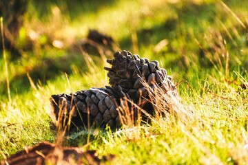 Dos Cocos o semillas de pino apoyadas juntas en el pasto con luz del atardecer