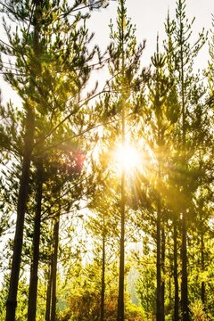 panor&aacute;mica vertical de los arboles pinos del bosque con luz del sol detr&aacute;s de ellos