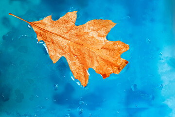 Bright oak leaf in blue water, natural background. Autumn, fall concept