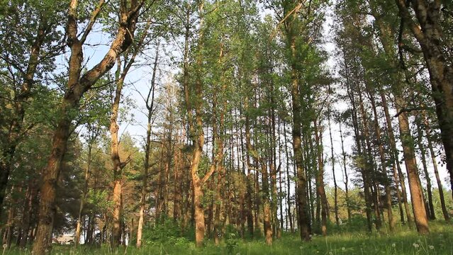 Sunny beautiful, summer, July day in the forest. Beautiful birdsong.