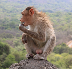 A monkey sitting on the rock.