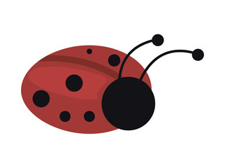 ladybug insect garden spring