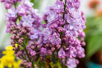 Obraz premium Purple Syringa or Lilac trees ornamental tree, with delectably fragrant, conical shaped spring flowers 