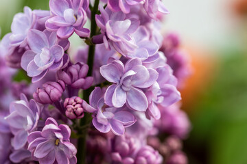 Purple Syringa or Lilac trees ornamental tree, with delectably fragrant, conical shaped spring flowers 
