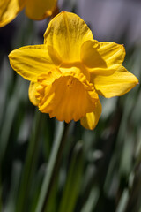 Yellow narcissus, known as daffodil or jonquil