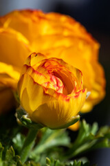 Close-up of vibrant red and yellow Ranunculus flowers