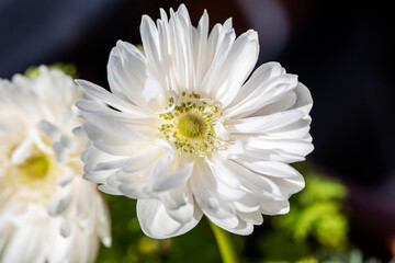 Close-up of Anemone coronaria, the poppy anemone