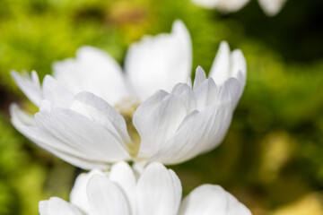 Close-up of Anemone coronaria, the poppy anemone