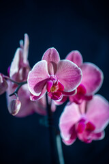 Close-up of colourful orchidaceae in Costa Rica