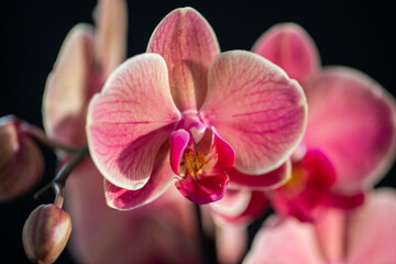 Fototapeta na wymiar Close-up of colourful orchidaceae in Costa Rica