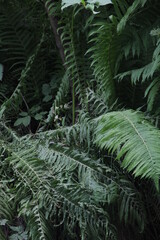 green background jungle fern leaves