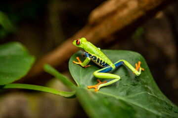 Costa Rican Tree Frog