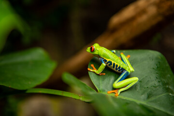 Costa Rican Tree Frog