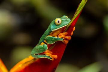 Costa Rican Tree Frog