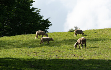 Naklejka na ściany i meble Sheep on a green pasture on a hillside. Fresh spring green grass. Sheep farm.