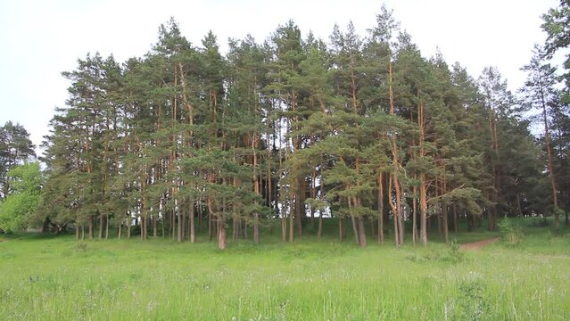Pine forest edge and green gress meadow on Birdsong and the chainsaw noise background at summer day. West Russian natural landscape.