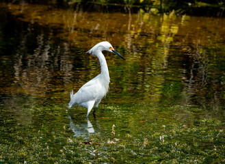 Snowy Egret fishing in wetland pond at Orlando Wetlands Park in Cape Canaveral Florida.