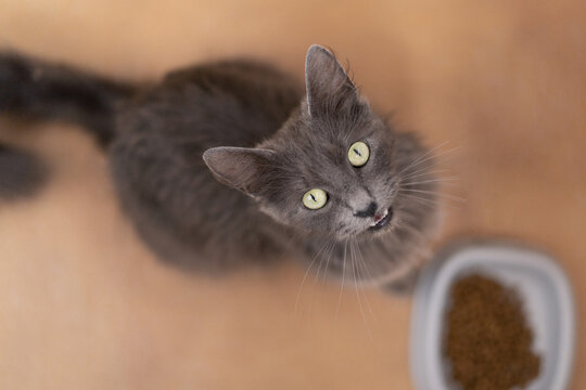 photo of a gray long haired cat sitting in the kitchen looking at the camera begging for food from her owner.