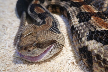 The Puff Adder is an aggressive snake and is known to attack with little warning. It gets its name...