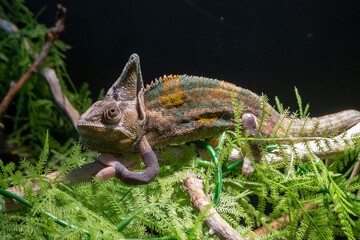 Veiled chameleons are extremely colorful and fun to look at. The veiled chameleon is normally a...
