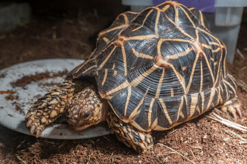 Indian star tortoises are easily recognizable by their beautifully star-patterned shells.