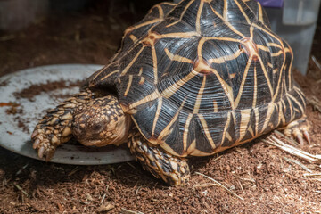 The Indian star tortoise is a threatened species native to India and Pakistan.