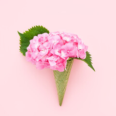 Pink hortensia or hydrangea flower in green waffle ice cream cone on a pink background