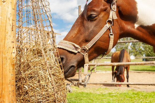 A horse eats hay from a net filled with hay, on a horse ranch, outdoors, on a summer sunny day. Horse muzzle, close-up.