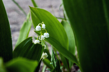 Wild forest lily of the valley grows near country road on spring morning.