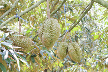 durians on the durian tree in an organic durian orchard.