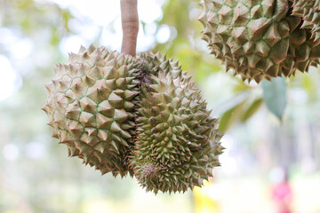 durians on the durian tree in an organic durian orchard.