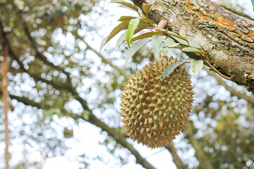 durians on the durian tree in an organic durian orchard.