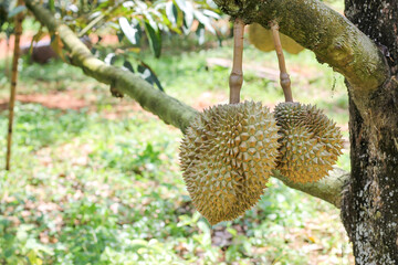durians on the durian tree in an organic durian orchard.
