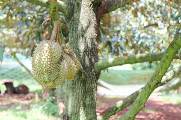 durians on the durian tree in an organic durian orchard.