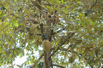 durians on the durian tree in an organic durian orchard.