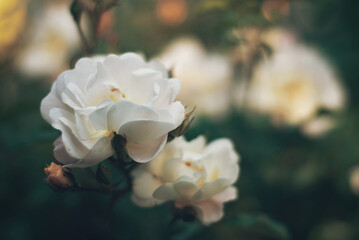 White garden roses