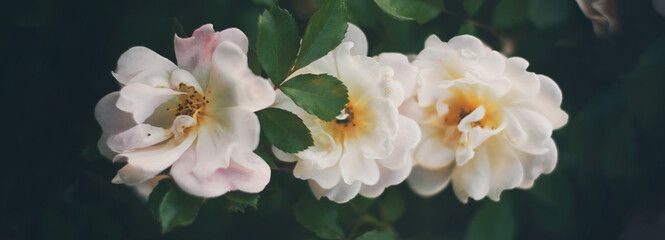 White garden roses - 512688590
