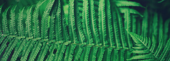 Nature background - forest plant fern