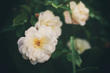 White garden roses - 512688593