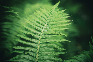 Nature background - forest plant fern - 512688596