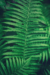 Nature background - forest plant fern - 512688597