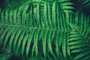 Nature background - forest plant fern - 512688598