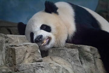 Obraz premium panda